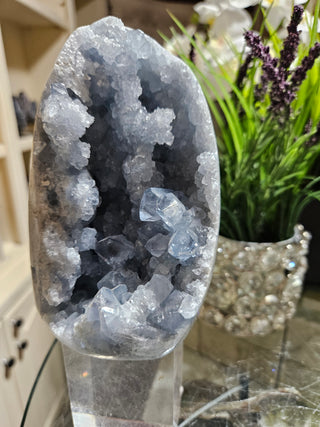 Celestite Crystal

CHIQUE Rock Shop 