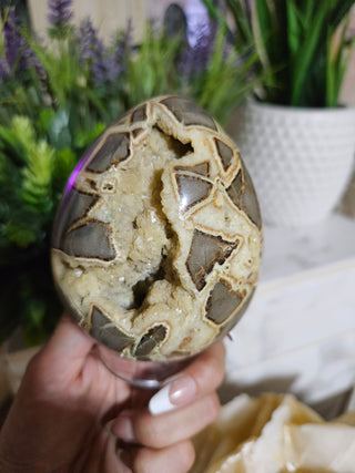 Septarian Egg

CHIQUE Rock Shop