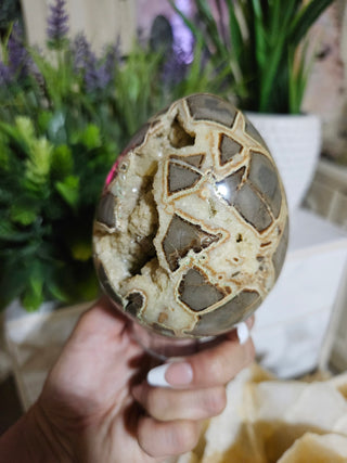 Septarian Egg

CHIQUE Rock Shop