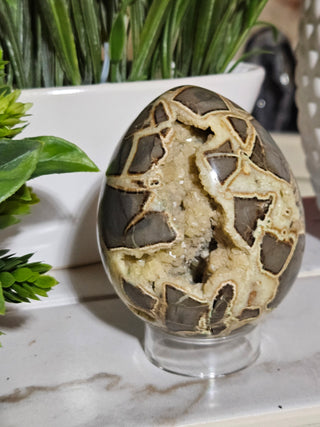 Septarian Egg

CHIQUE Rock Shop