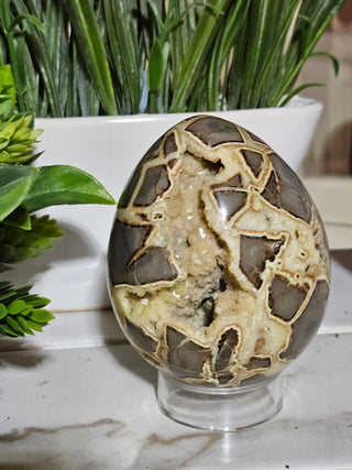 Septarian Egg

CHIQUE Rock Shop
