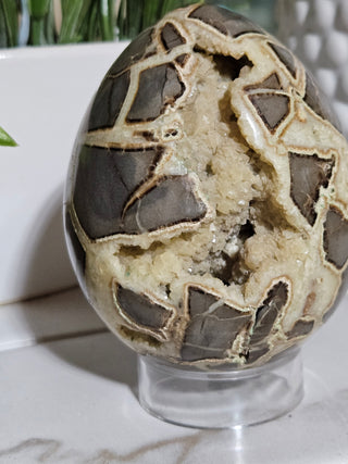 Septarian Egg

CHIQUE Rock Shop