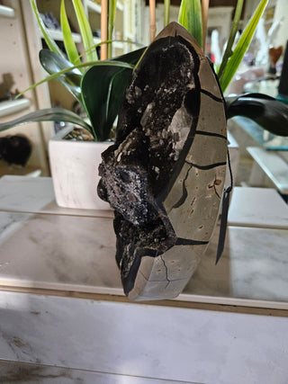 Decorative  Septarian Dragon Stone sculpture on a plant with a marble wall background

CHIQUE Rock Shop 