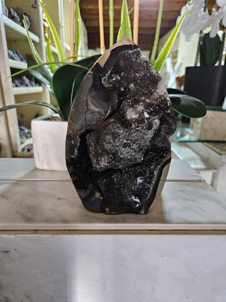 Decorative Septarian Dragon Stone sculpture on a plant with a marble wall background

CHIQUE Rock Shop 