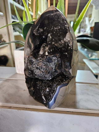 Decorative Septarian Dragon Stone sculpture on a plant with a marble wall background

CHIQUE Rock Shop 