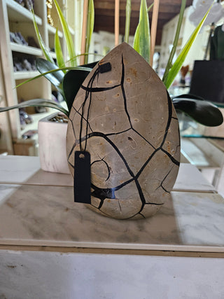 Decorative Septarian Dragon Stone sculpture on a plant with a marble wall background

CHIQUE Rock Shop 

