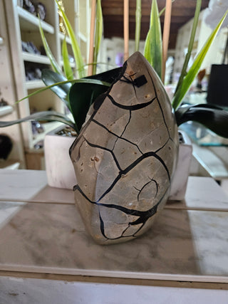 Decorative Septarian Dragon Stone sculpture on a plant with a marble wall background

CHIQUE Rock Shop 
