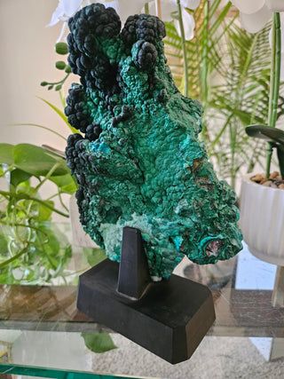 Velvet Malachite on Black Wooden Stand

CHIQUE Rock Shop