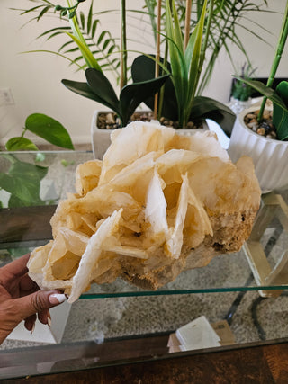 Yellow Calcite

CHIQUE Rock Shop