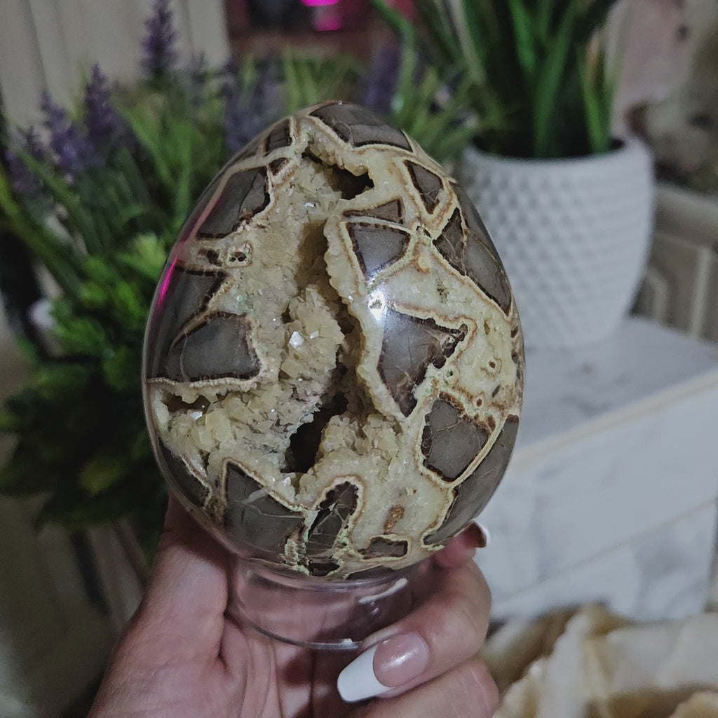 Septarian Egg

CHIQUE Rock Shop